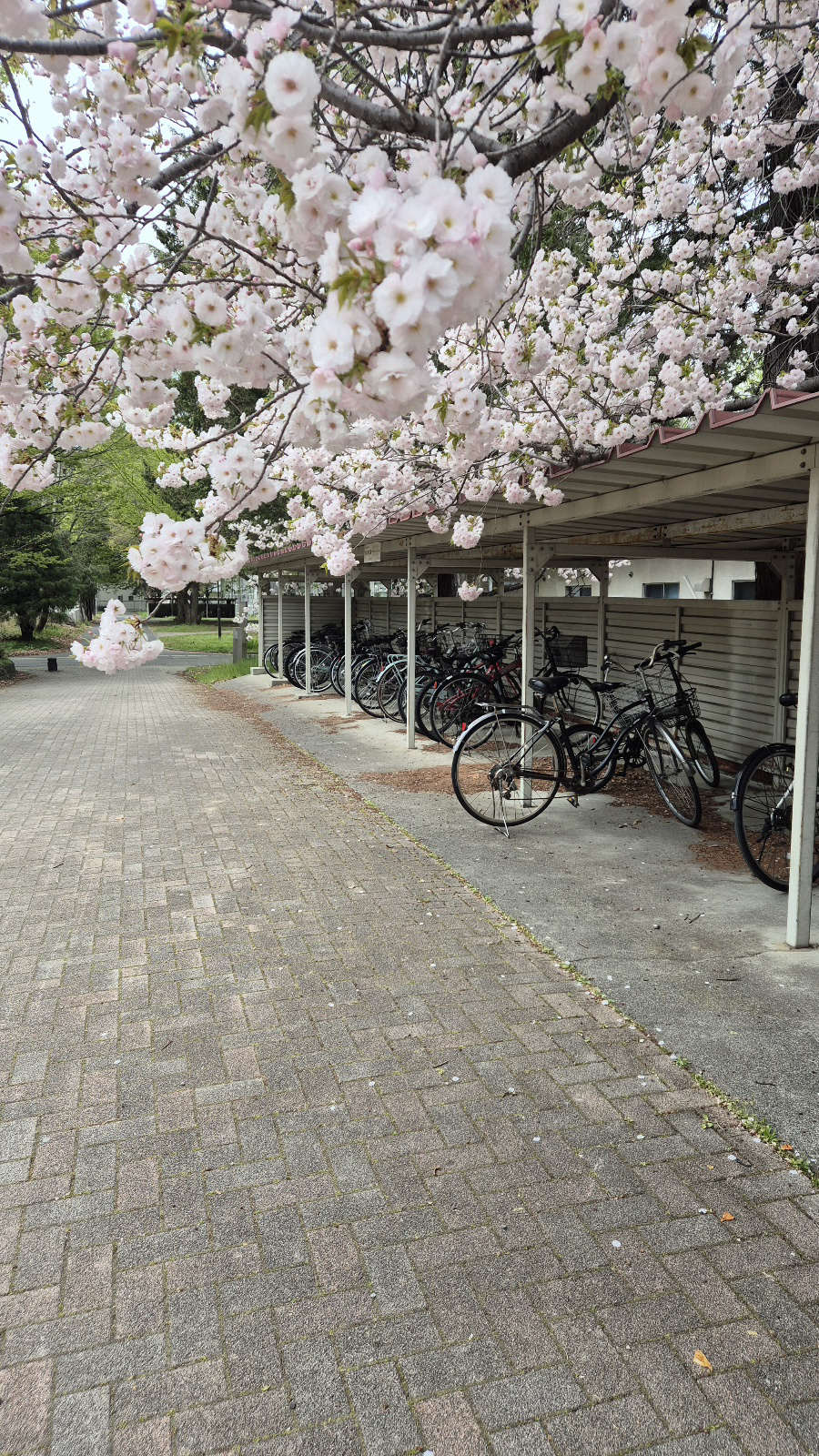 교내 자전거 주차장